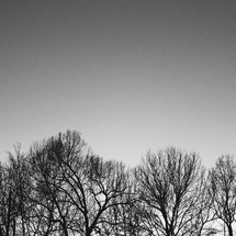 winter trees against the clear sky