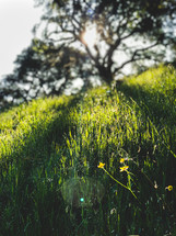 green grass on a spring hillside 