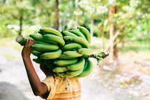 harvesting bananas 