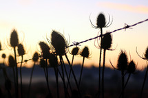 Thistle bushes with barbed wire at sunset.