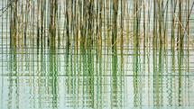 tall reeds in ocean 
