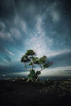 stars in a night sky over a tree along a shore 