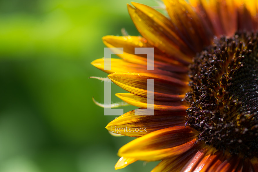 sunflower closeup 