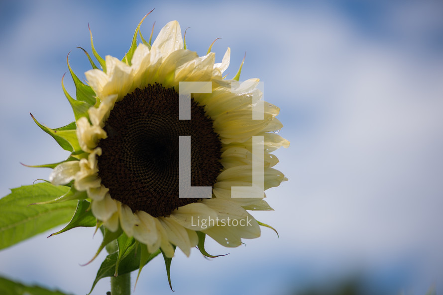 light yellow sunflower 