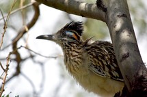 A roadrunner bird in a tree