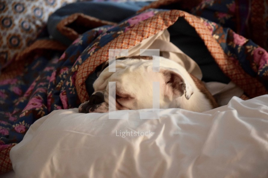 a bulldog snuggling under the covers in bed 