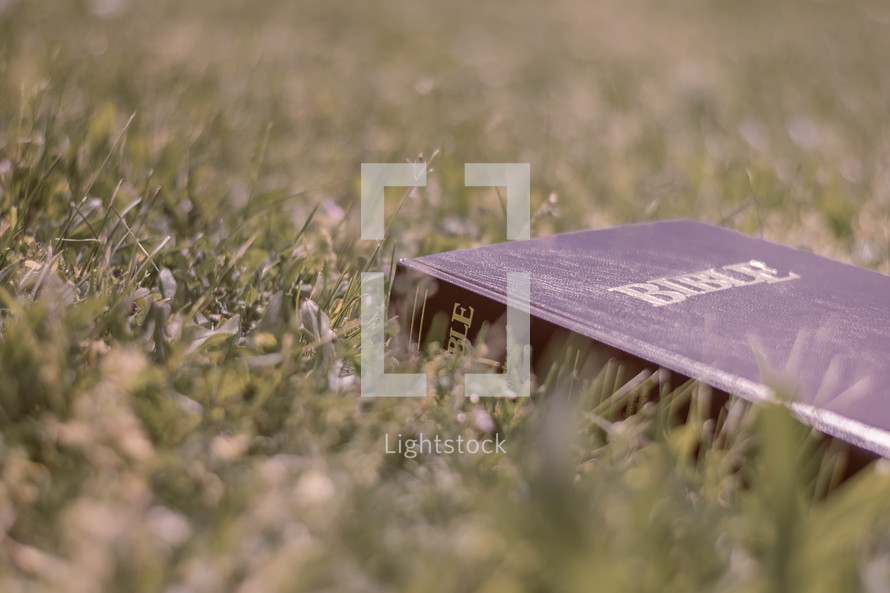 a Bible laying in the grass