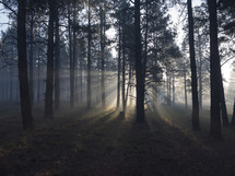 Morning sun rays filtering through trees in a misty forest