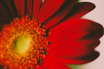 red gerber daisy closeup 
