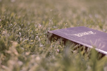a Bible laying in the grass