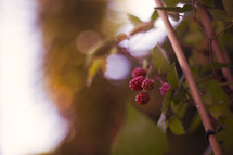 blackberries on a vine 