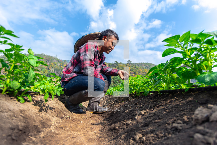 Rows of young potato plants with a man standing in the background in a rural kitchen garden