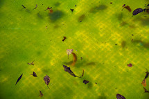 Green Yellow Water In Swimming Pool,Problem Service Concept.dirty Abandoned Pool. High quality photo