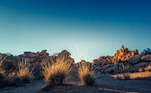 dry grasses on a desert landscape 