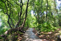 nature trail through a jungle 