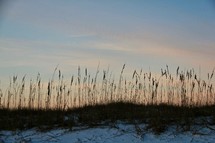 sea oats on a sand dune 