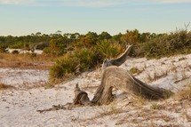driftwood on a sand dune 