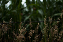 barbed wire in a corn field 