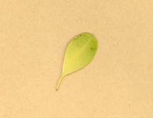 euphorbia aka crown of thorns (scientific name Euphorbia milii) plant leaf