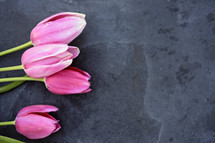 pink tulips on slate 