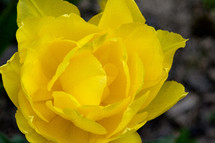yellow fancy tulip 