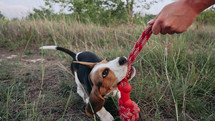 Happy beagle puppy playing favorite toy - red with his owner on outdoors nature background. Active dog spending good time on countryside. Hunting breed, pet shop concept