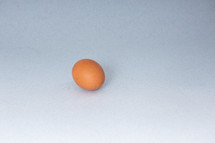 chicken egg on a gray background