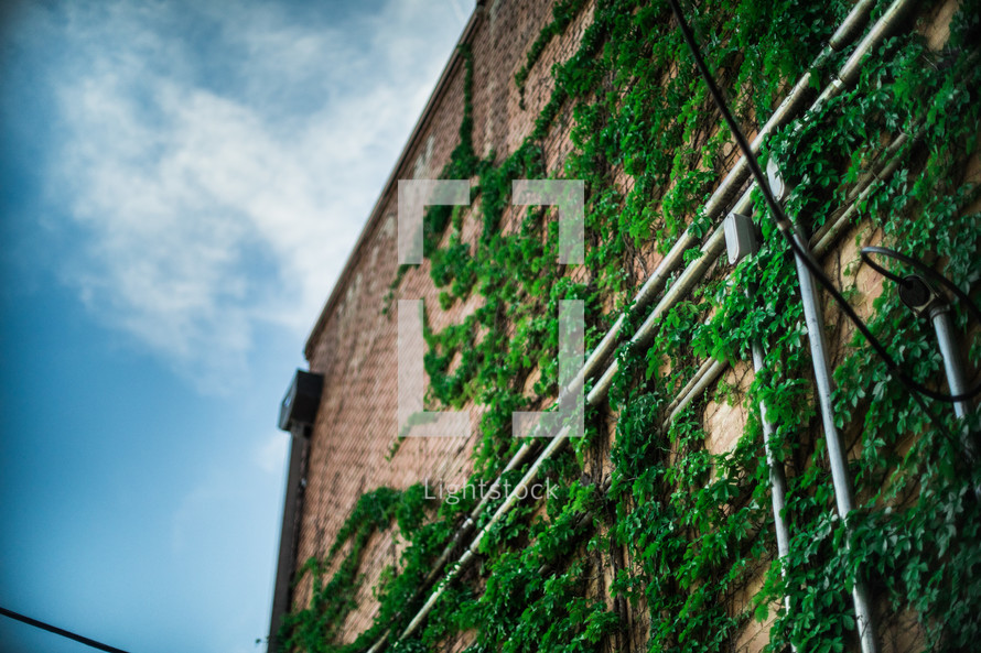 ivy growing on the side of a brick building 