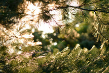 pine branches in sunlight 