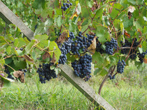 grapevine with ripe grapefruit in a vineyard for wine making