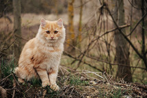 Cute domestic orange cat sitting in forest alone. Green eyes, fluffy hair. Pretty portrait of lovely pet. High quality photo