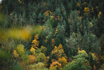 Colorfuil autumjn forest