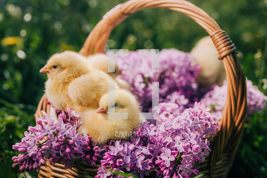 Cute little yellow chickens sitting in wicker basket with lilac flowers bouquet. Springtime, home poultry farm. Concept of traditional easter bird, spring celebration. High quality