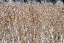 field of brown grasses 
