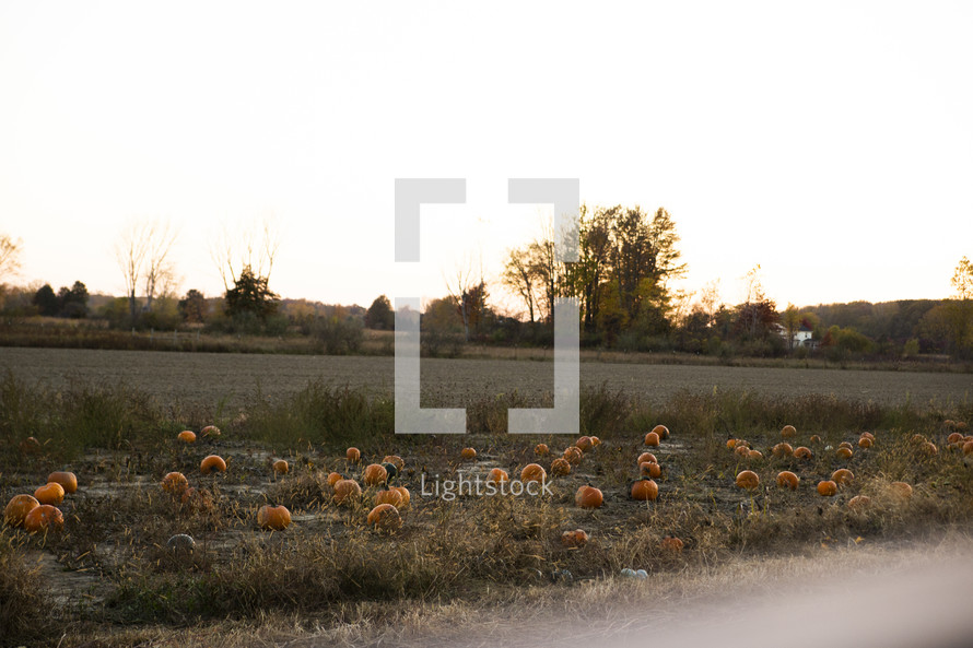 Pumpkins on a farm at sunrise