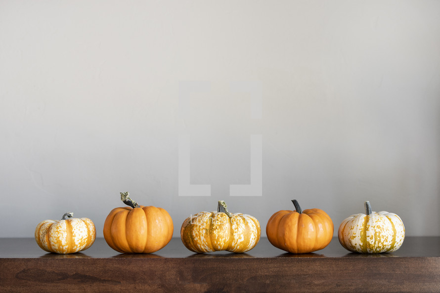 row of pumpkins against a white background 