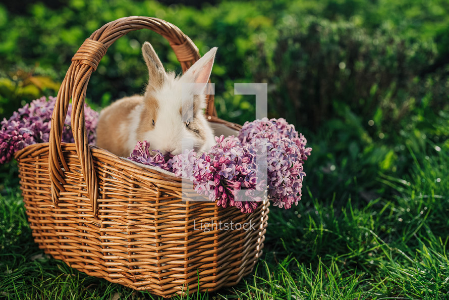 Cute little baby rabbit in wicker basket on nature background. Easter bunny symbol with lilac flowers bouquet. High quality 