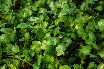 Young cilantro plants in soil, plantation in country garden. Growing coriander, vegetables, edible greens. Beginning of spring season, field, agriculture concept. High quality