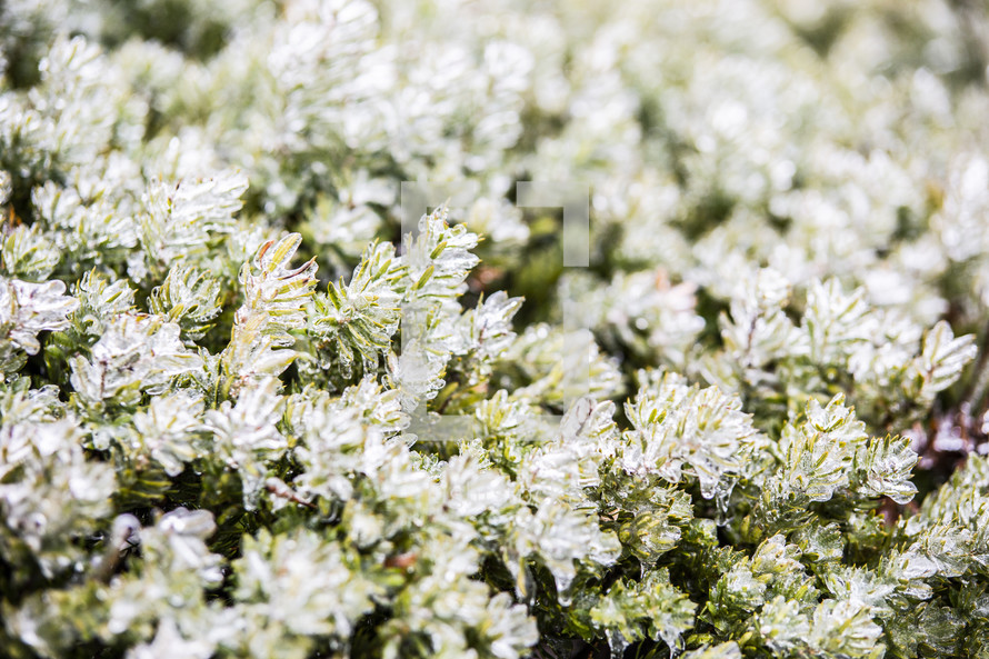 Ice and snow on greenery