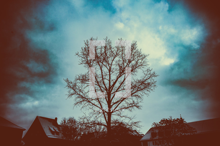 bare tree and gloomy sky 