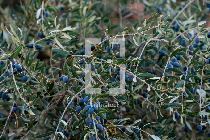 Olive Branches in Jerusalem 