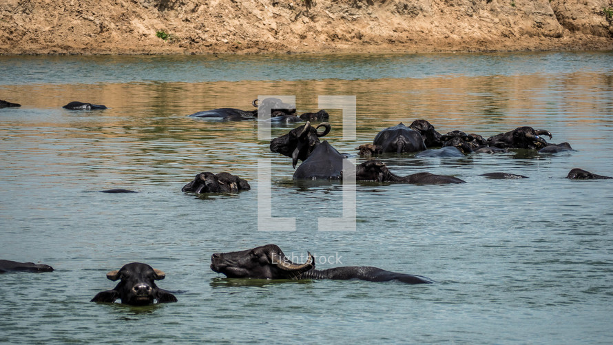 water buffaloes wading in water 