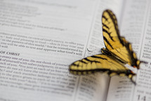 a butterfly on the pages of a Bible 