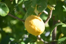 a lemon on a tree 
