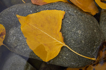 fall leaf on a wet stone 