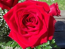 A red rose surrounded by babies breathe flowering in full bloom in the sunlight ready to be given as a gift for a special loved one. 