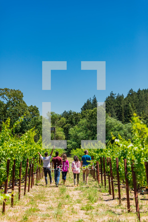 group of people walking through a vineyard