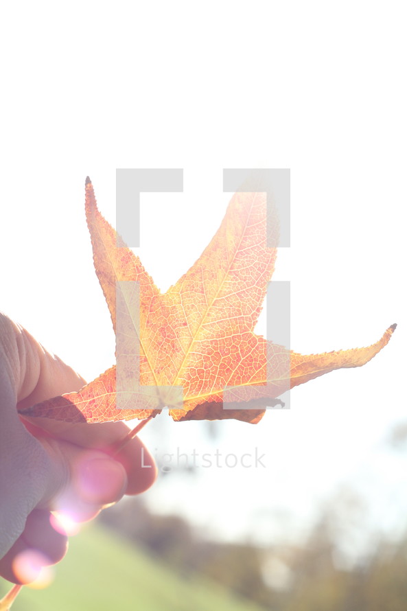hand holding a fall leaf 