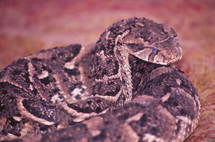 Rattle Snake 