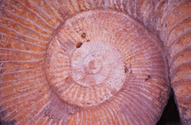 snail shell spiral 